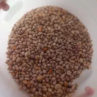 لوبیا