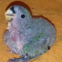 جوجه سرلاکی طوطی برزیلی