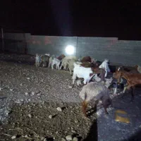 بره قربونش