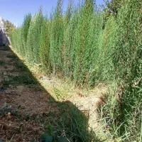 سروناز|گل و گیاه طبیعی|شیراز, دشت چنار|دیوار