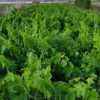 نهال انگور،مویز،گردو،گیلاس|خدمات باغبانی و درختکاری|تبریز, |دیوار