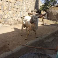 بز ماده خارجی بز نر خارجی اصیل|حیوانات مزرعه|سنندج, |دیوار