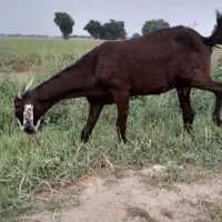 بزز