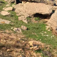 کره گوسفندی