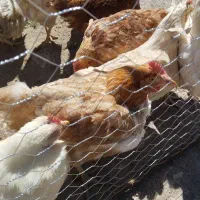 مرغ تخمگزار محلی جوان جوجه محلی