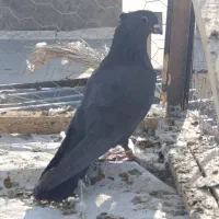 دوعدد نرغلاغ سیاه پشت دملول