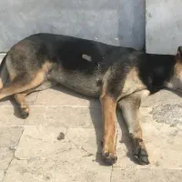 پت خونگی