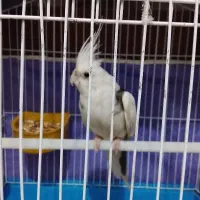 عروس هلندی