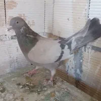 ماده نقره ای و قارایی|پرنده|سامان, |دیوار