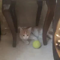 گربه گم شده