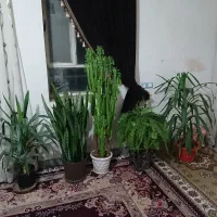 چند تا گل زیبا