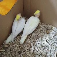 پچه عروس هلندی