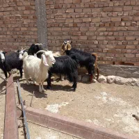فروش بز چاق. کهره چاق