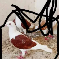 جفت دوکتی|پرنده|شیراز, دروازه قران|دیوار