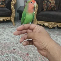 کوتوله دستی و بازیگوش