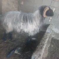 فروش قوچ ملهه  سفید پشم|حیوانات مزرعه|استهبان, |دیوار