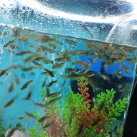 ماهی گوپی کوپی دونه ای 10 تومن|ماهی|اصفهان, دوطفلان|دیوار