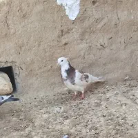 طوقی گرفتنی