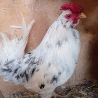 خروس گلین چل پوپ