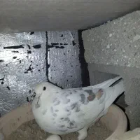کفتر