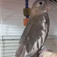 مرغ عروس|پرنده|کاشان, باغ ماجد|دیوار