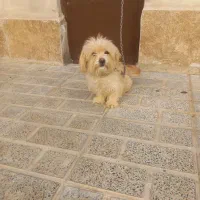 سگ پاکوتاه ماده