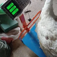 بوقلمون بیوتی سلام و بسیار ارگانیک|حیوانات مزرعه|ساوه, |دیوار