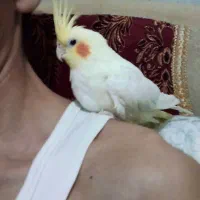 عروس هلندی لوتینوماده