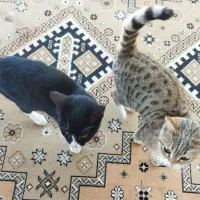 واگذاری سه تا گربه