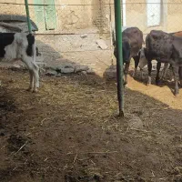 گوساله ماده