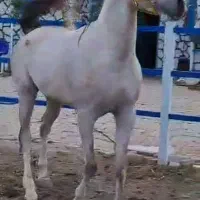 سیلمی عرب مصری بسیار درشت ۸دانگ کره فیگاروجی