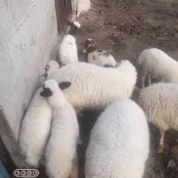 حراج پشم گوسفند