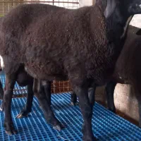 بره قوچ|حیوانات مزرعه|قائم‌شهر, |دیوار