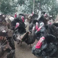 بوقلمون محلی