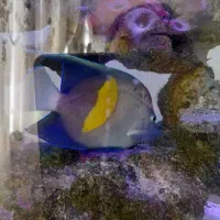 ماهی اکواریوم آب شور فرشته ی عمان