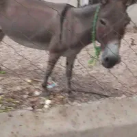 الاغ ماده بار بر اروم