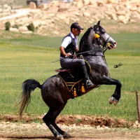 سوارکار  مربی اسب
