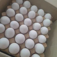 پخش تخم مرغ