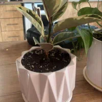 گل فوکوس ابلق باگلدان سرامیک زیبا هدیه مادر ۴۵۰