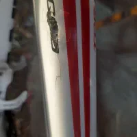 دوچرخه کورسی جاینت کربن. اسکات|دوچرخه، اسکیت، اسکوتر|تهران, گیشا|دیوار