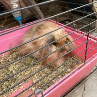 خرگوش لوپ ماده1 سال ونیمه