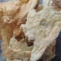 نان خشک دامی درجه یک