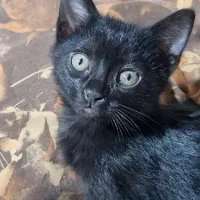 توله گربه های واگذاری