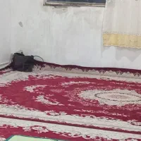 ۳ عدد فرش قرمز هفتصد شانه