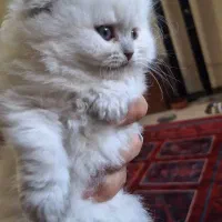 گربه های بریتیش