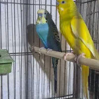 مرغ عشق خوش رنگ|پرنده|پارسآباد, |دیوار