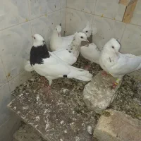 ۷تا جوجه طوقی|پرنده|مشهد, طلاب|دیوار
