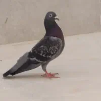 کبوتر|پرنده|ایذه, |دیوار