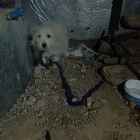 سگ پاکوتا