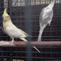 عروس هلندی مولد معاوضه با قناری و گلدین|پرنده|سیرجان, |دیوار